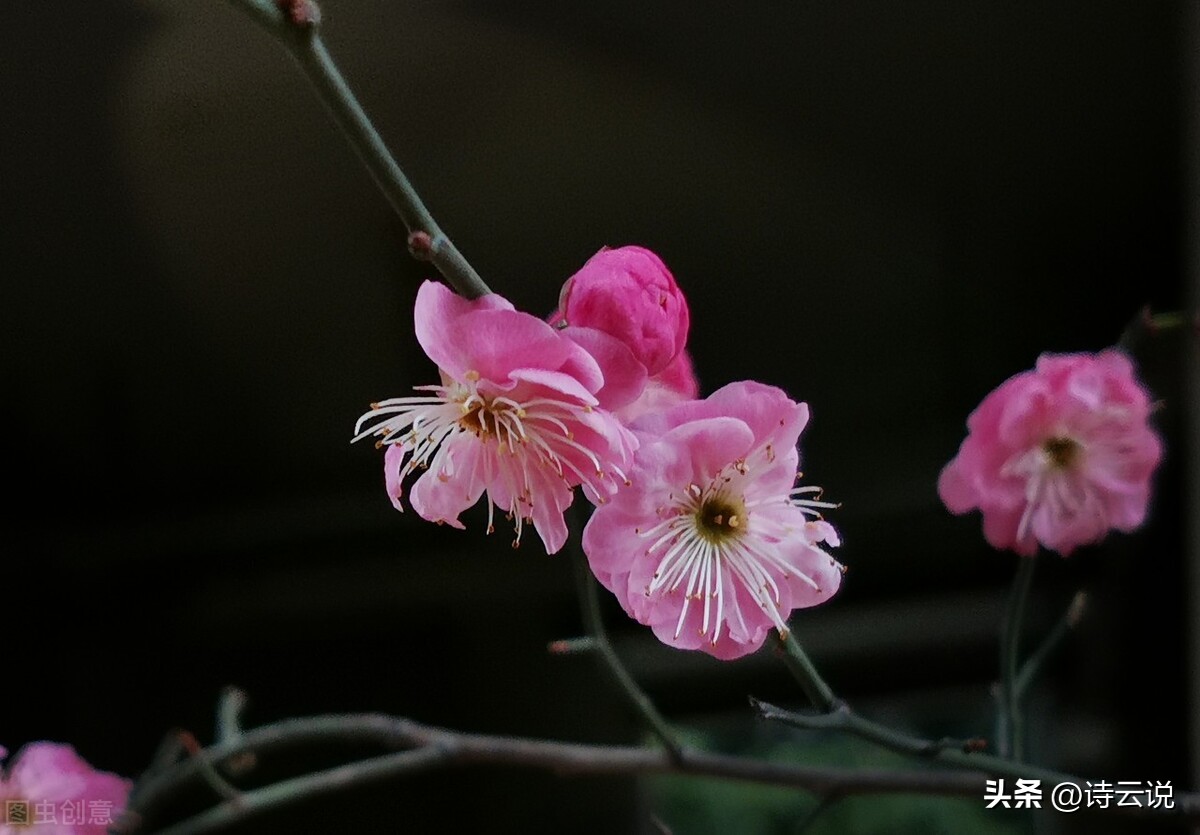 中国现代诗歌批判,戏说社会现状