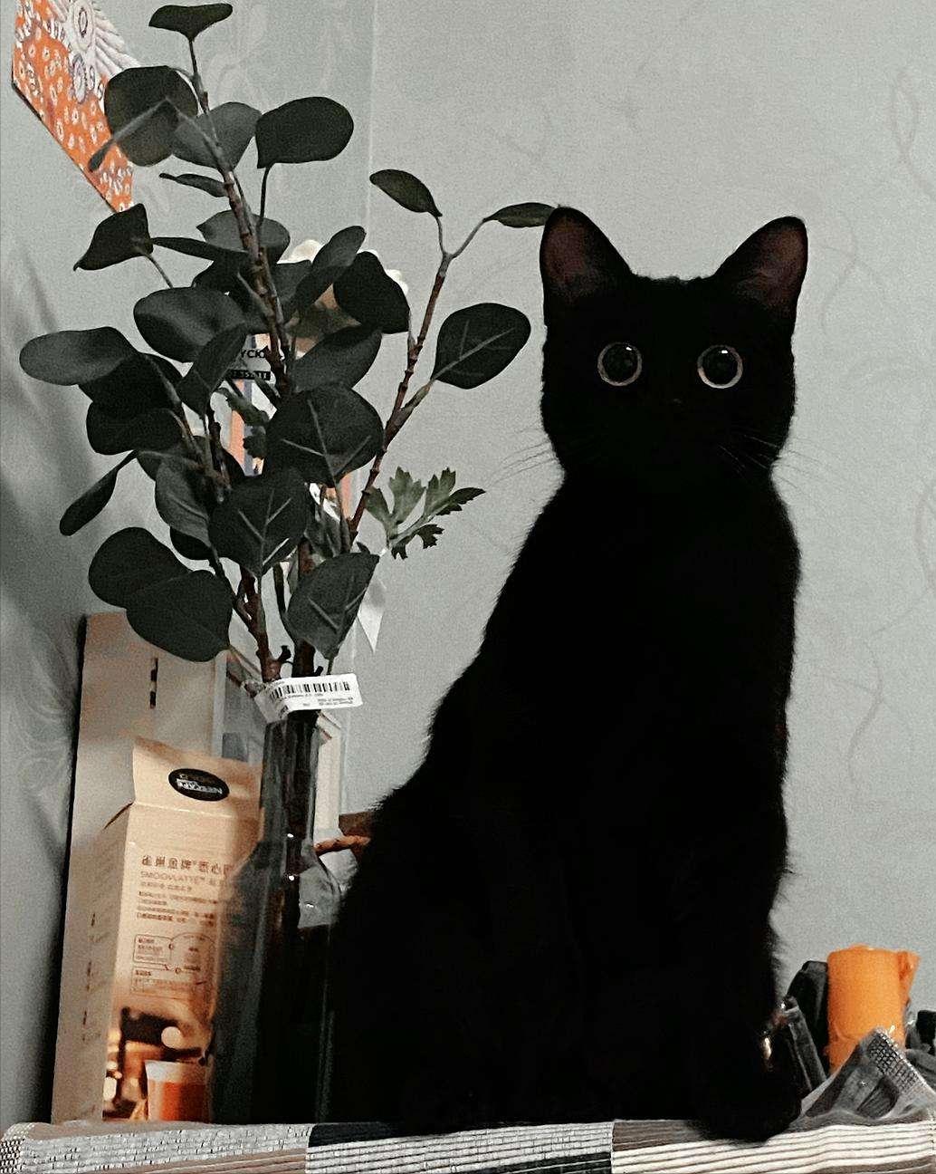 玄猫的作用,玄猫好驯服吗