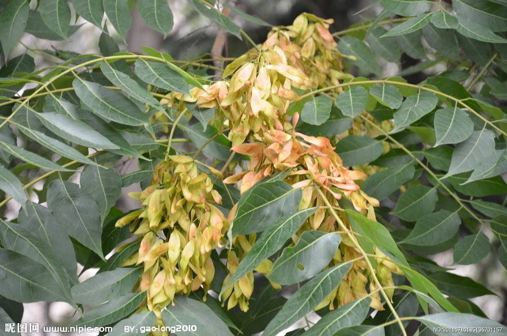 门前左右两边种树风水怎么说,自家门前种树风水讲究什么