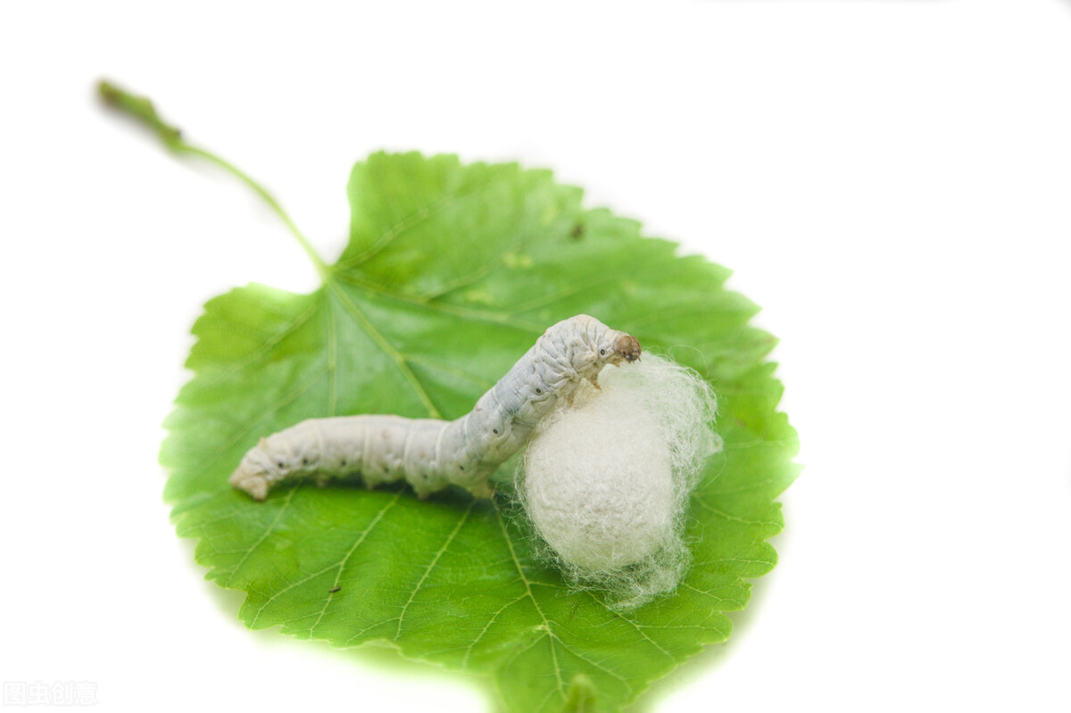 蜘蛛网是如何形成的它们从何而来,蜘蛛网属于什么材质