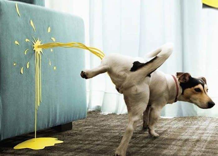 狗狗之间交配，其实有这些方式