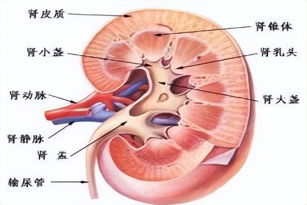 肌酐730其他指标都还好需要透析吗,尿毒症肌酐指标多少可以不用透析