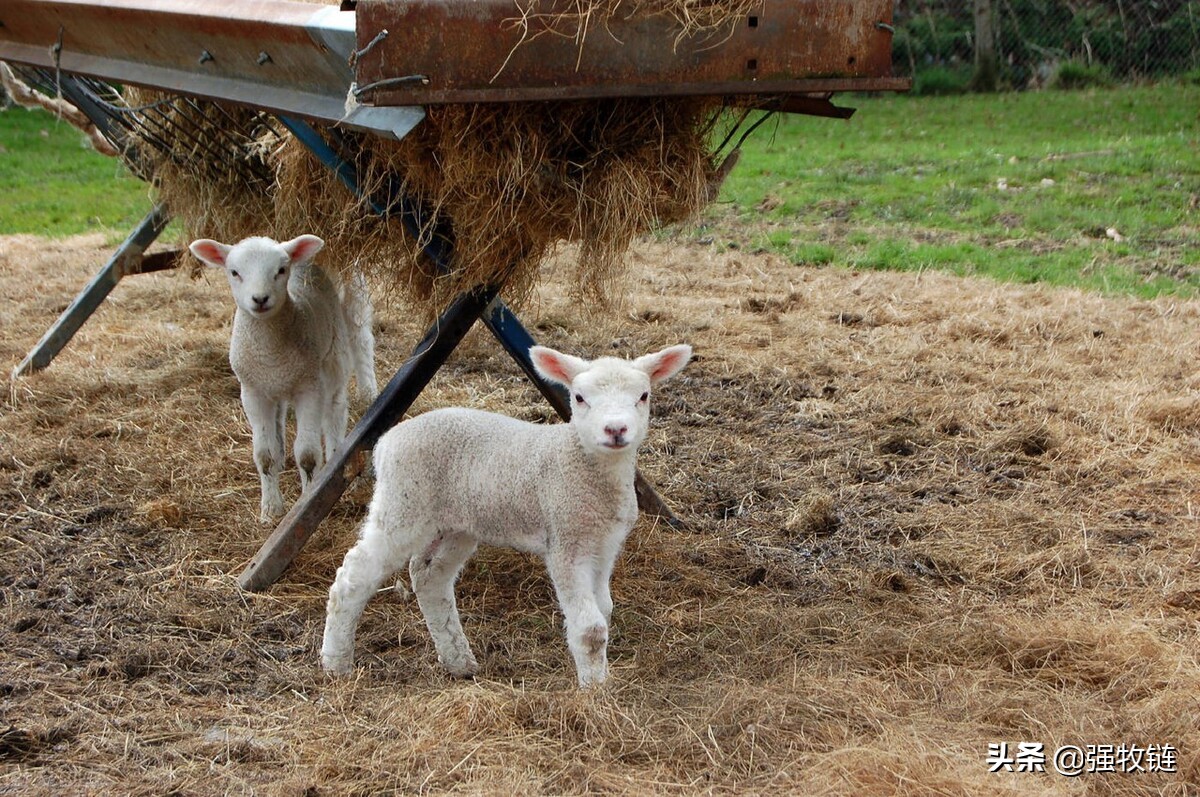 刚出生的羊羔太弱了怎么办,新生羊羔存活率低