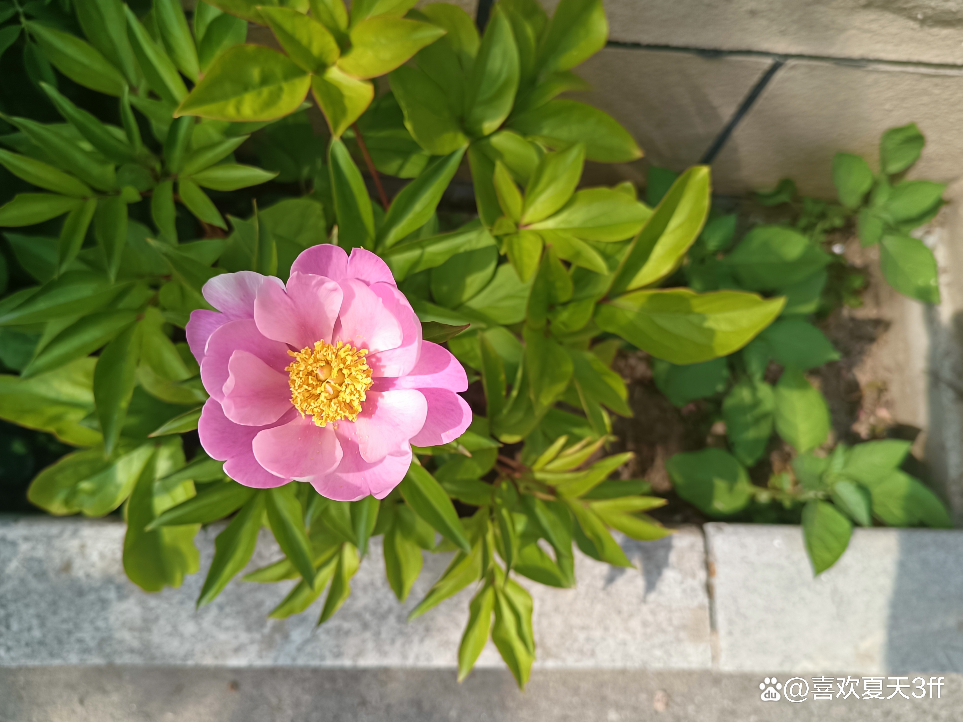 我的拍花日记之十一