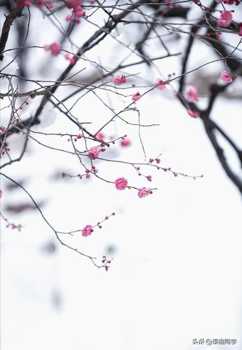 十首有关雪的十大绝美诗句,含雪和娇字的唯美诗句