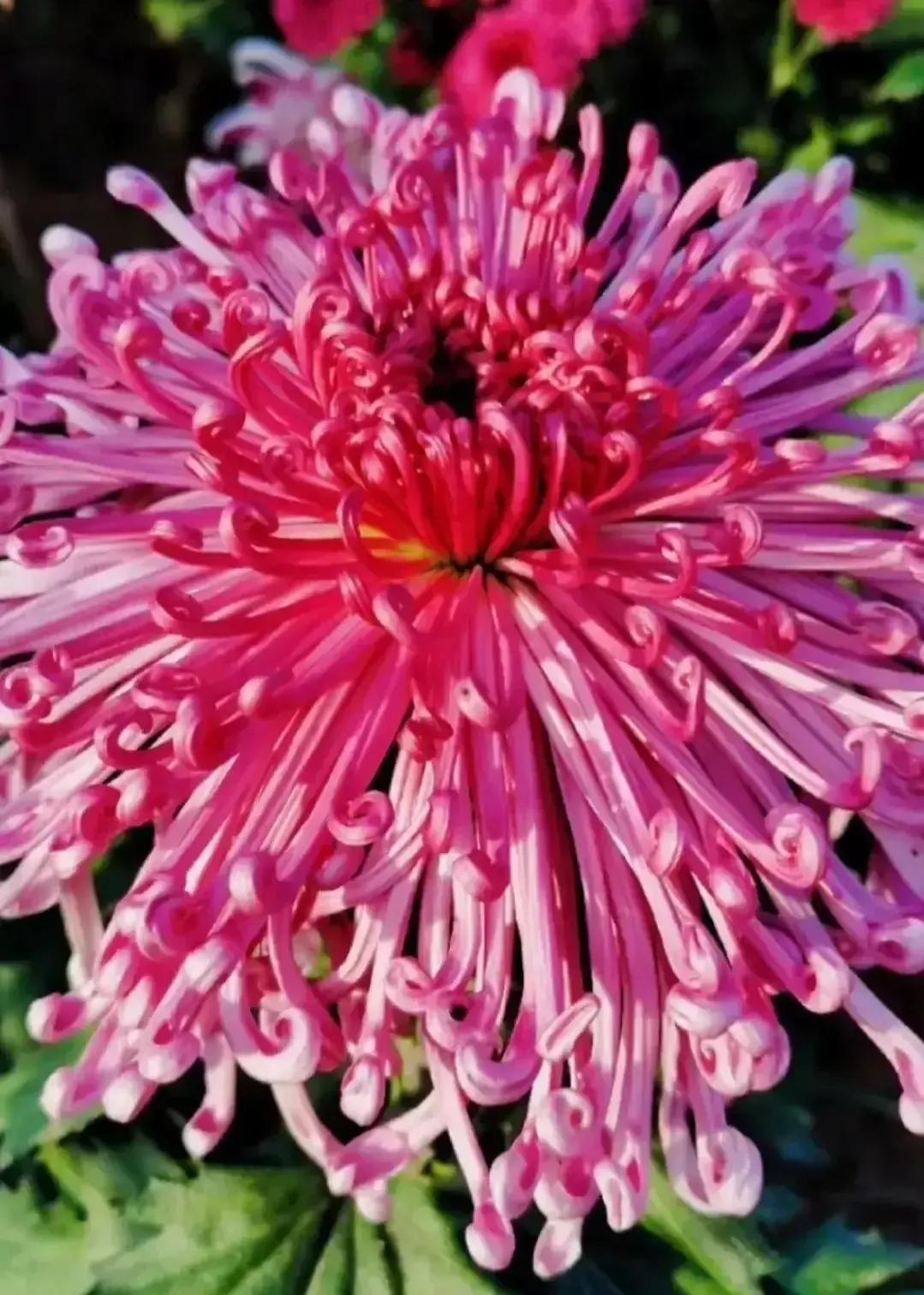 最最漂亮的金丝菊图片,美丽的金丝菊美图