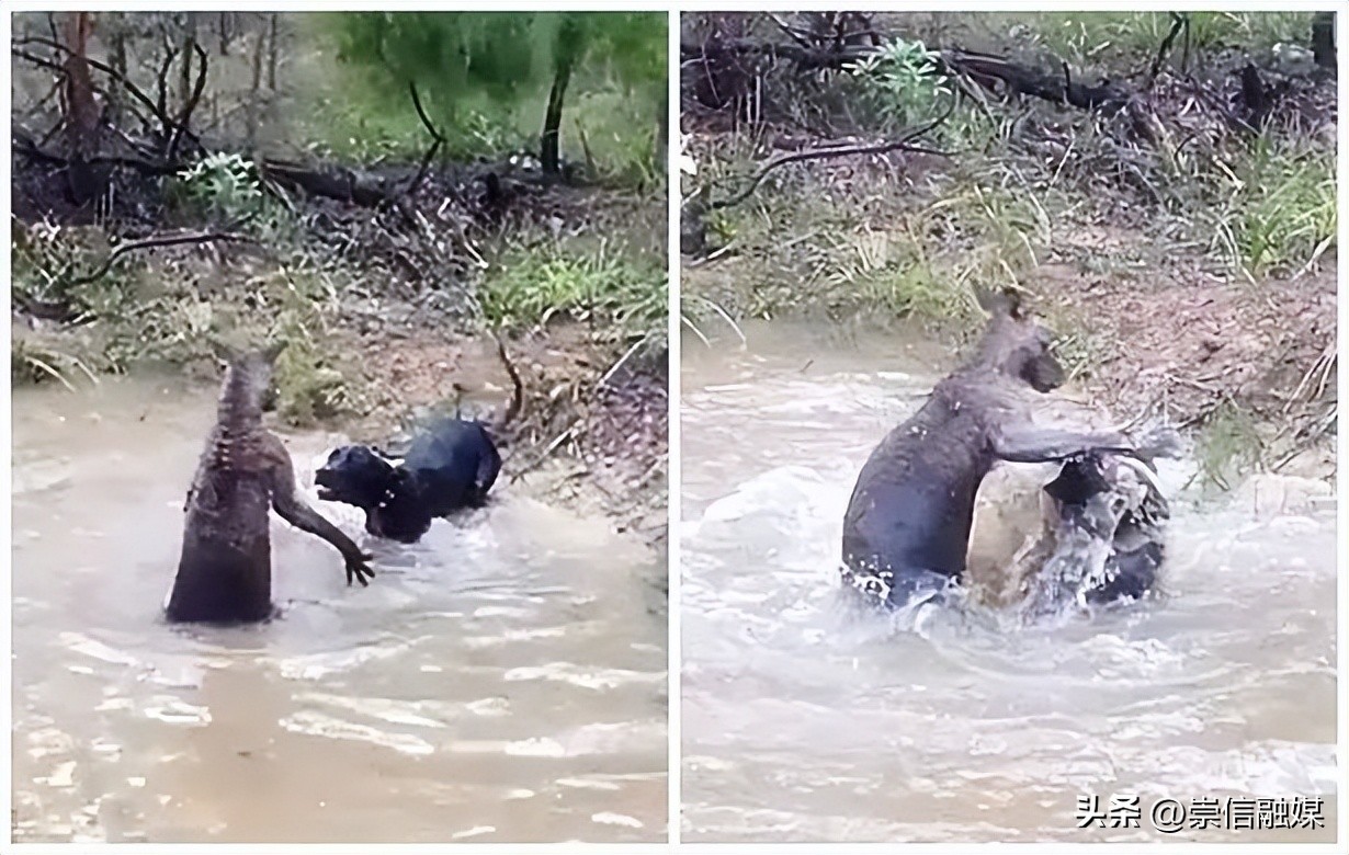 《独行月球》里的肌肉袋鼠“刚子”，真的能踹飞沈腾吗？