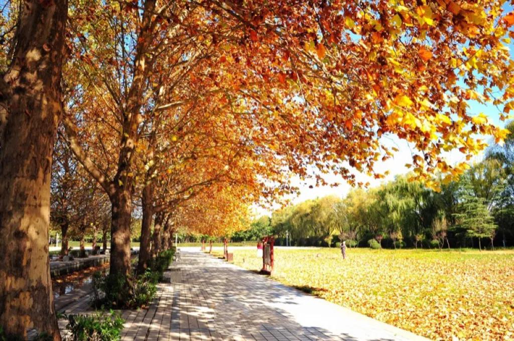 怀念秋天里的悬玲木