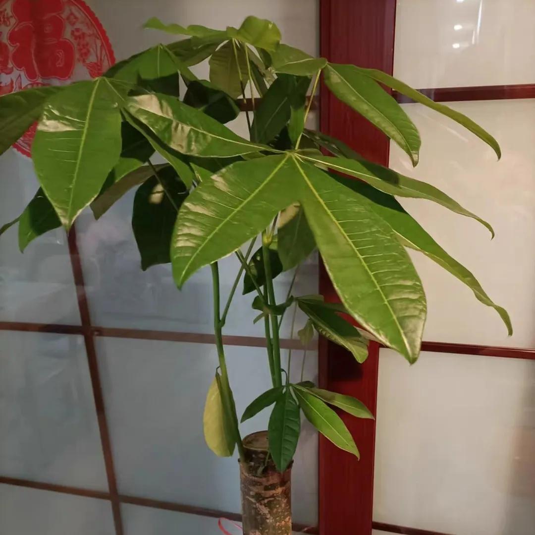 十大最怕太阳暴晒的花,最怕阳光的是什么花