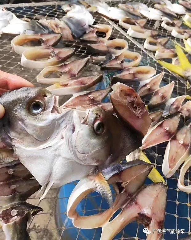 广优没有什么是“干”不了的-鱼干烘干工艺及解决方案