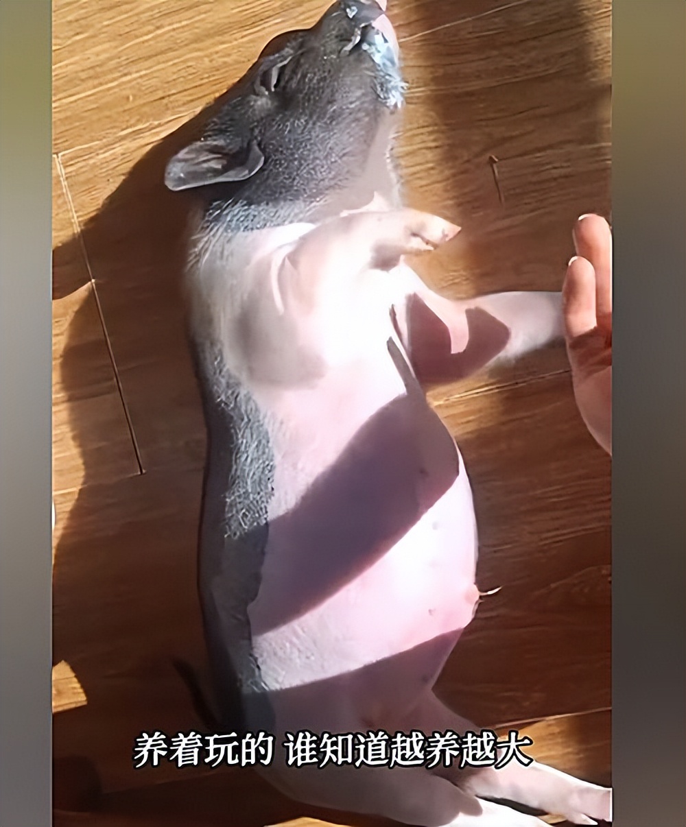 女子养泰国小香猪,购买泰国小香猪