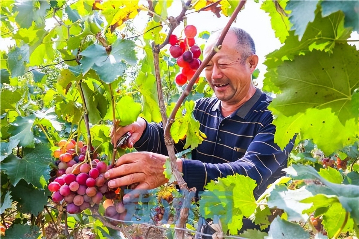 追光|济南也有小型“村BA”：那些后劲十足的乡村赛事，改变了什么