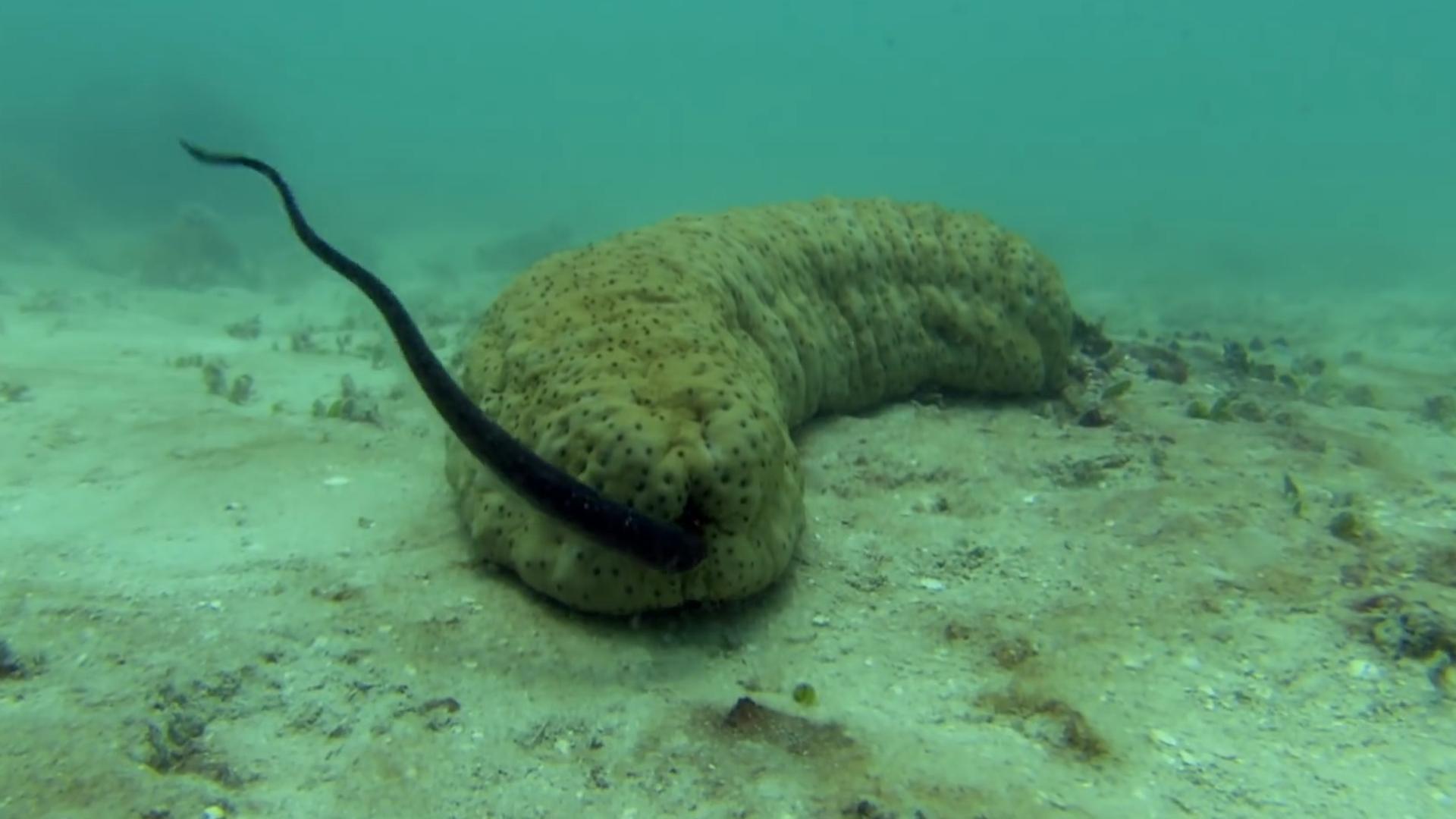 隐鱼和海参是什么关系,隐鱼和海参真实影像