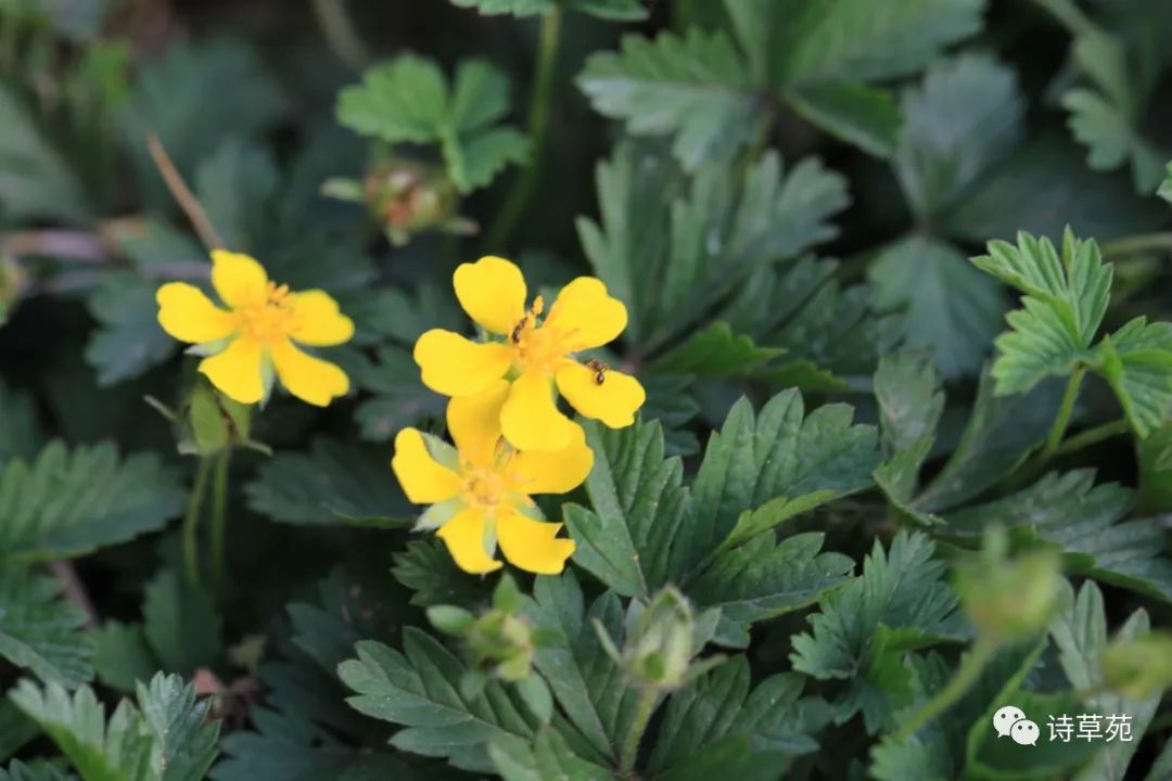 蚂蚁为什么晴天采蜜,蚂蚁在采蜜