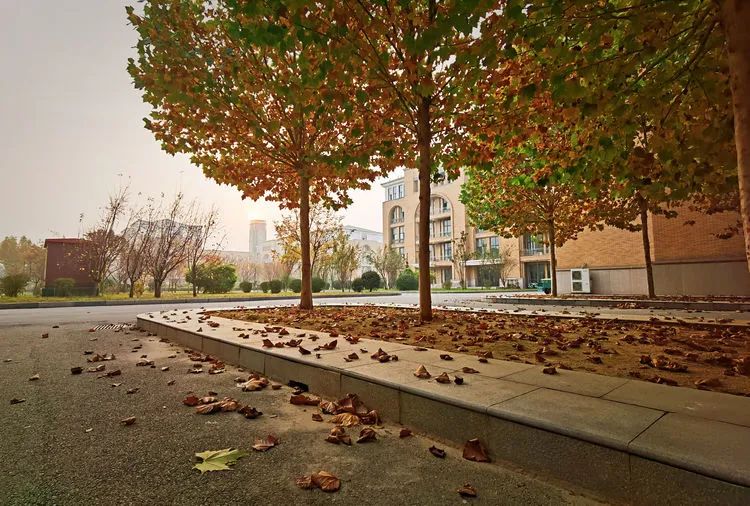 层林尽染的视频号,濮阳医专学历怎么样