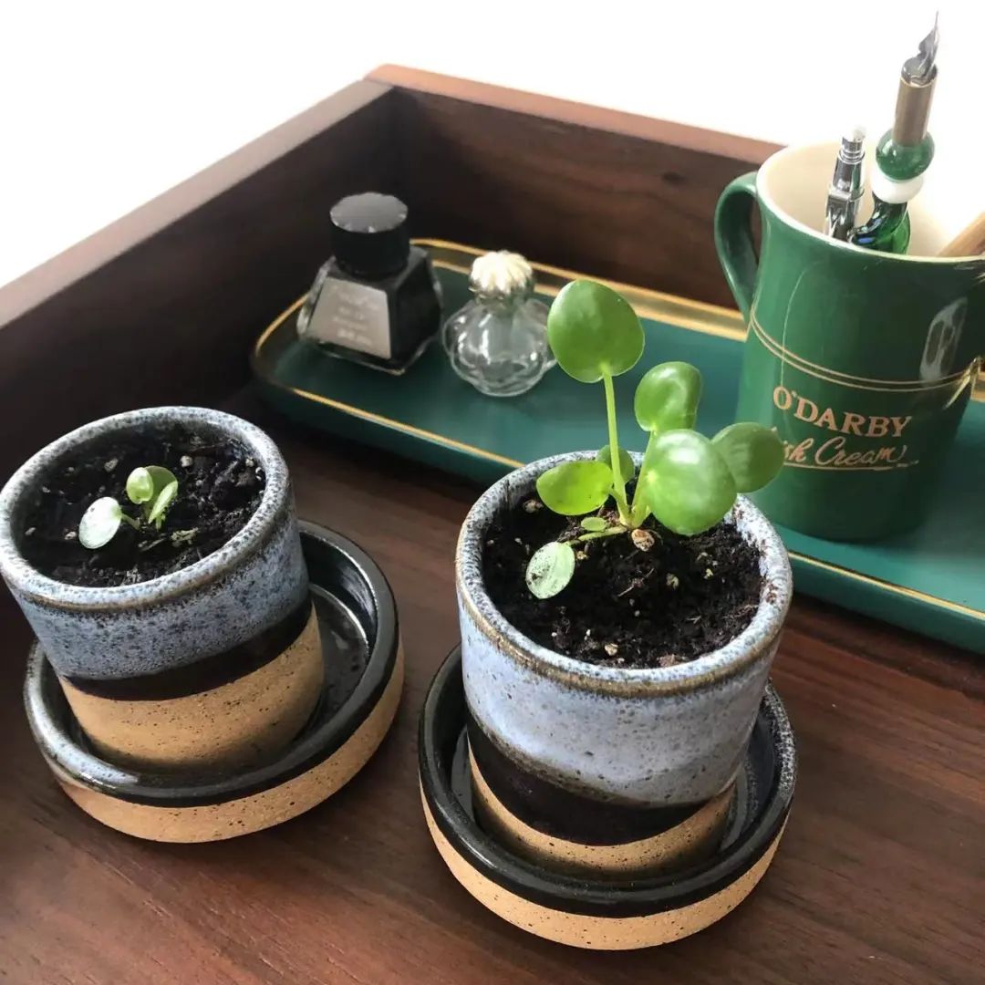 98年女孩过“极简生活”上瘾！5年不用卫生巾，2年不买卫生纸？