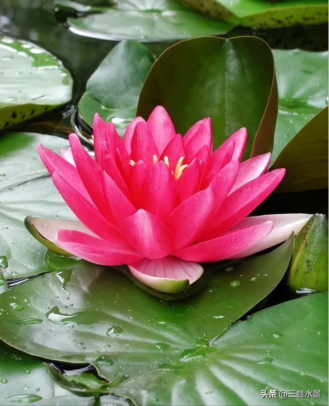 池塘里适合种什么植物,鱼塘适合种点什么植物