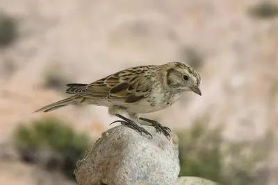 （从前冬趣）“扣”铁雀儿