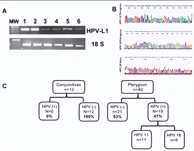 15种常见高风险hpv危险吗,关于hpv感染的研究文献