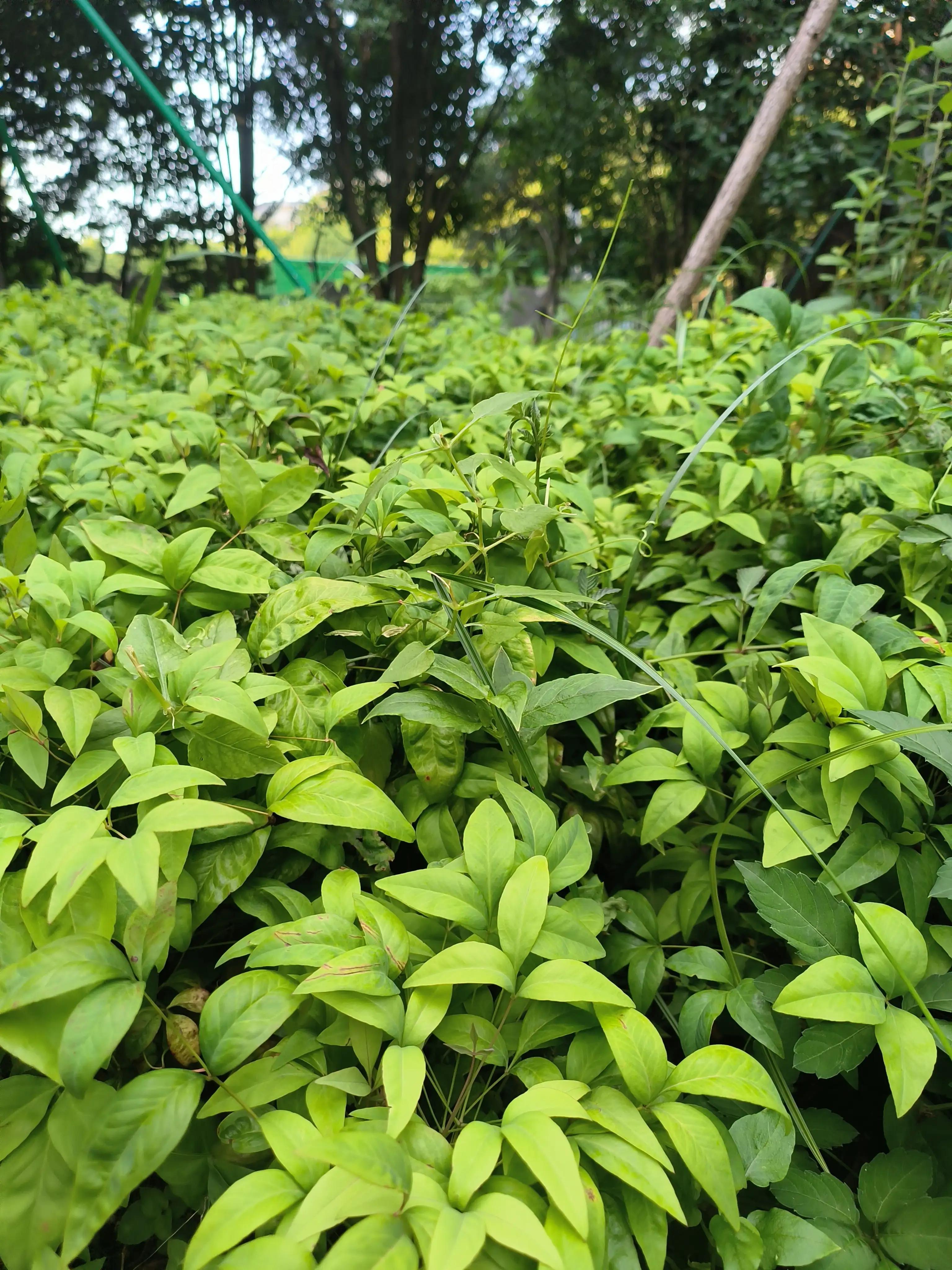 夏日花草别样美,美丽的花草合集