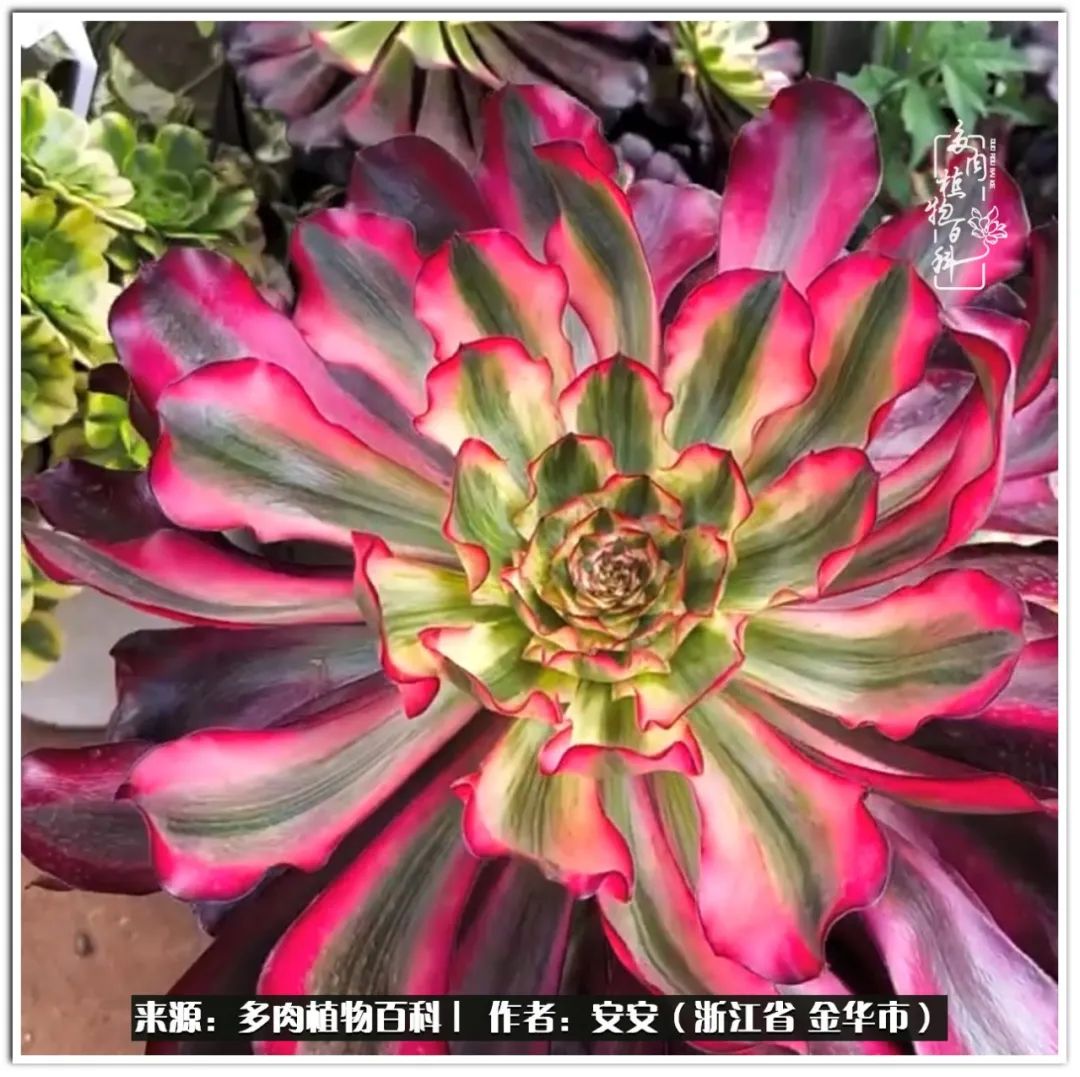 多肉法师花卉品种大全,多肉法师为什么叫法师