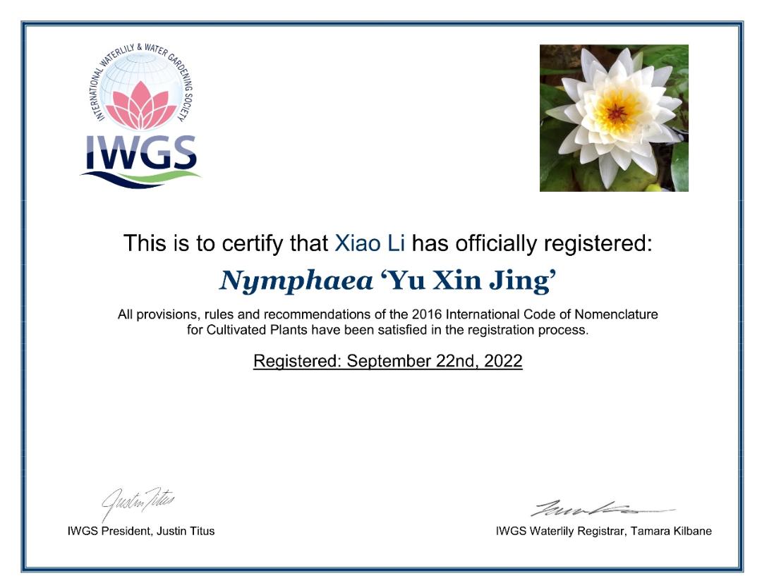 95后广东小伙痴迷睡莲育种,95后小伙痴迷睡莲育种