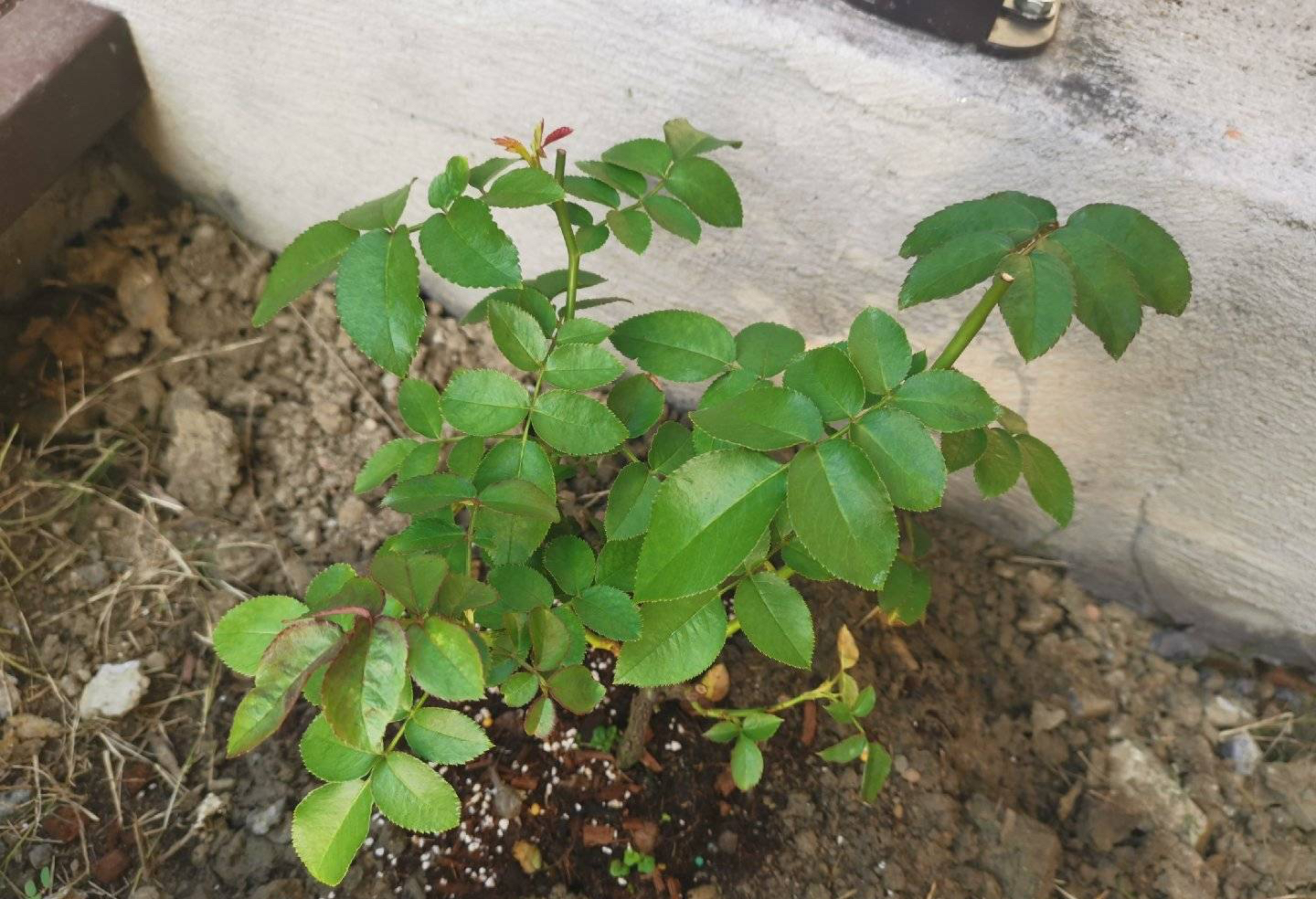 养月季花技巧藤本月季,最适合养的藤本月季