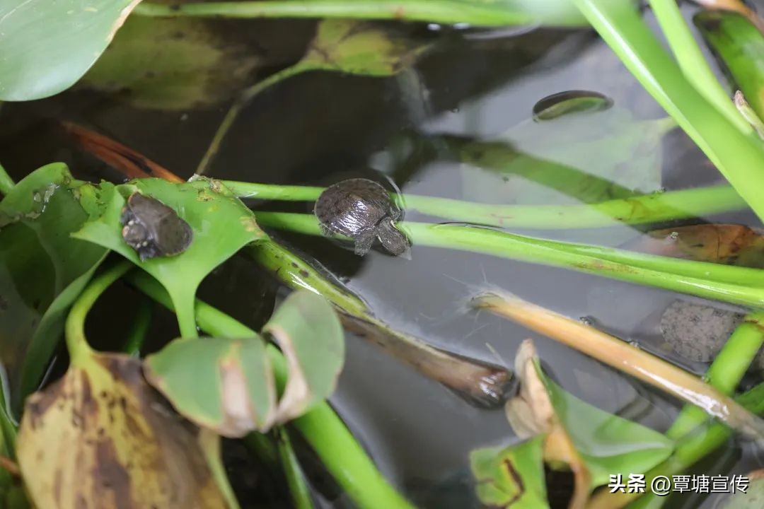 广西黄沙鳖稻田生态养殖模式,养鳖带动乡村产业发展情况
