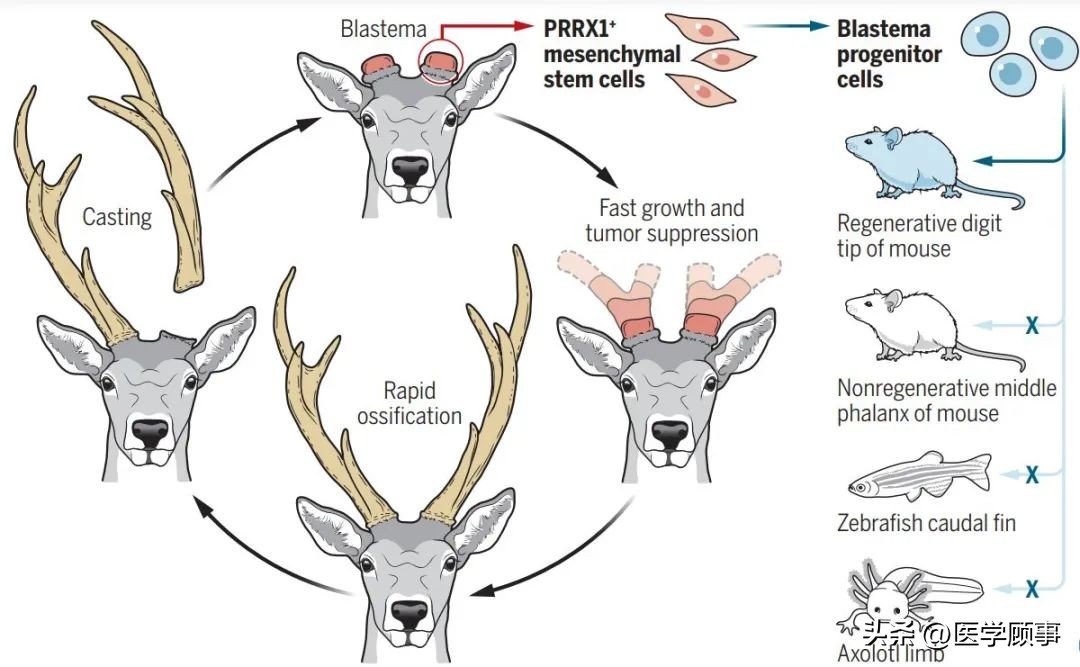 鹿茸生长原理,科学角度分析鹿茸
