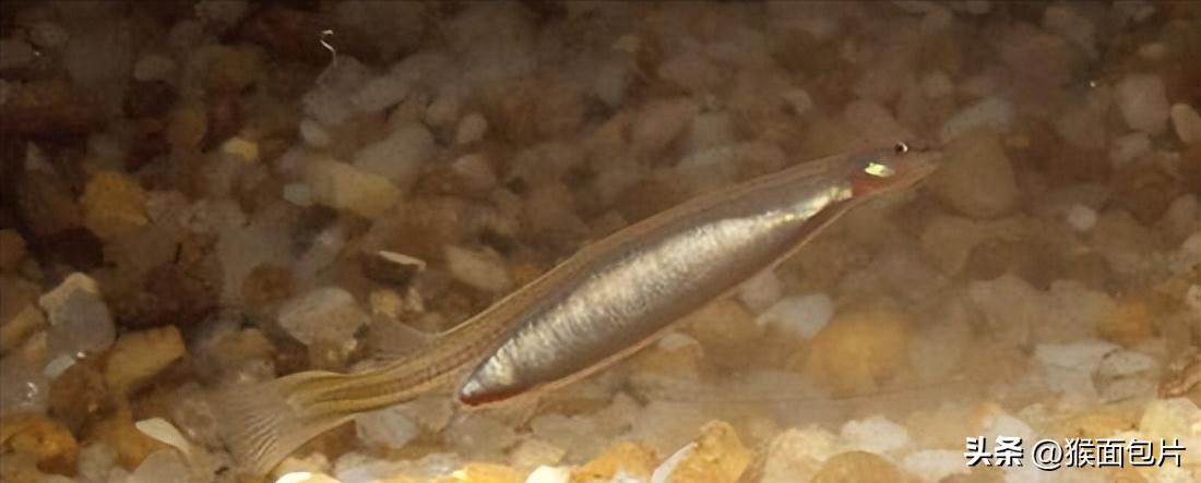 亚马逊雨林生存100天,亚马逊雨林生存楚河