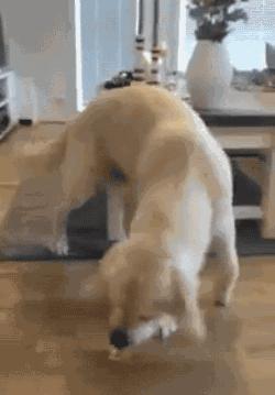 拉布拉多幼犬低价处理,拉布拉多价格多少钱合理