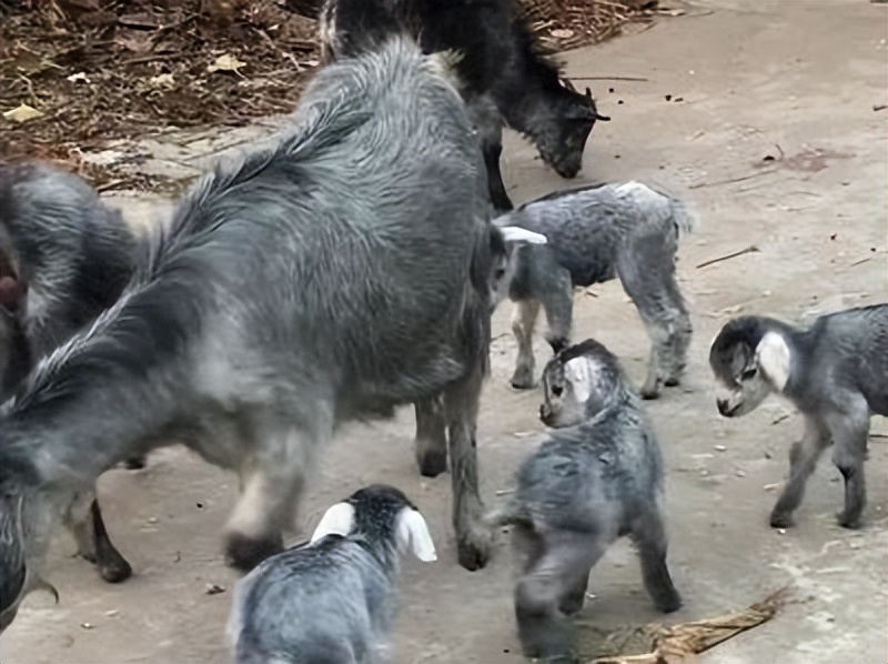 国宝青山羊多少钱一只,一只青山羊图片
