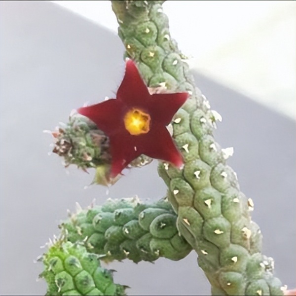 102个大类近500个多肉植物图片，都极其美丽，建议在家中也养一盆