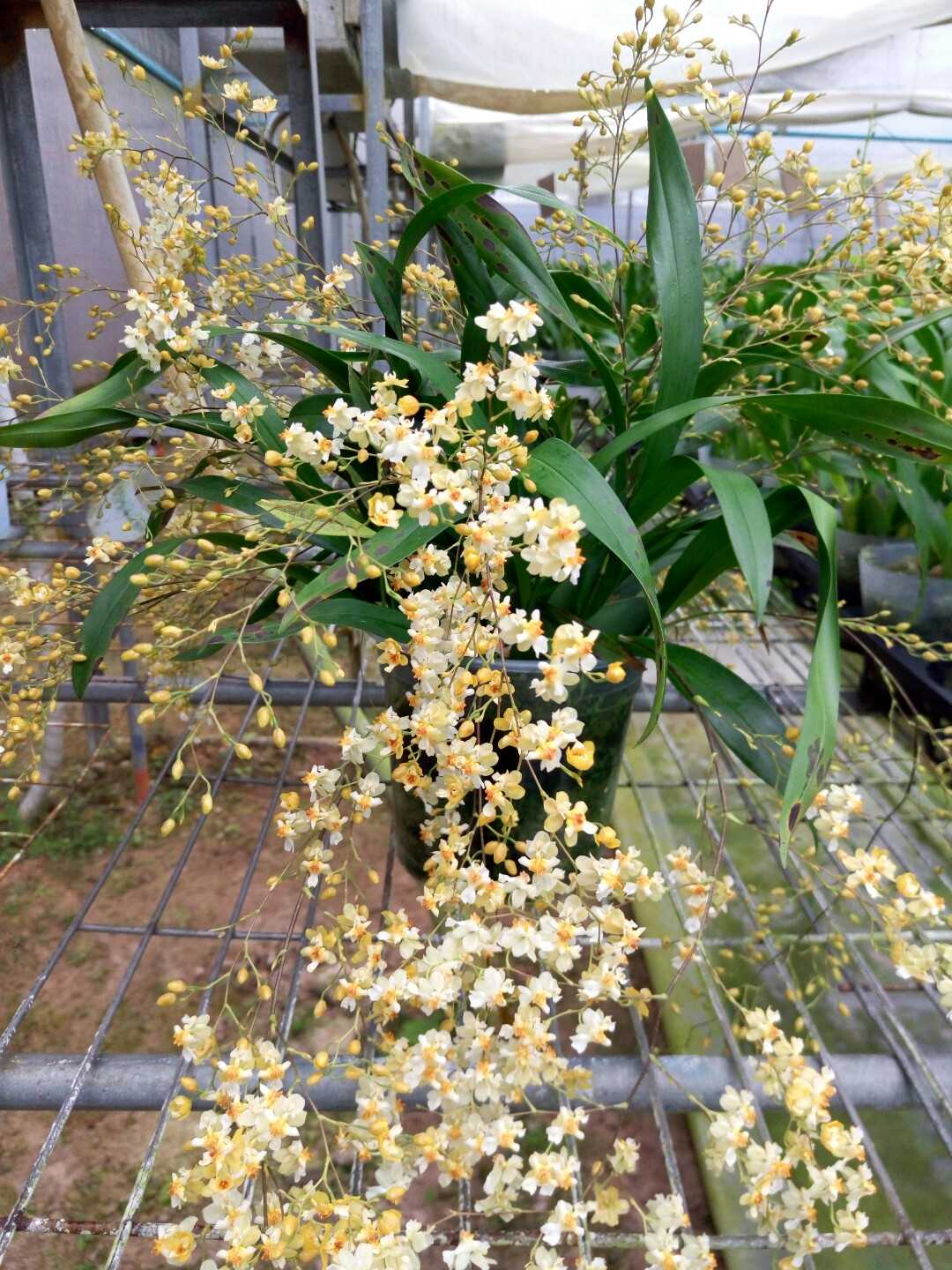 6种年宵花现在买最省钱,年宵花怎么养才旺财