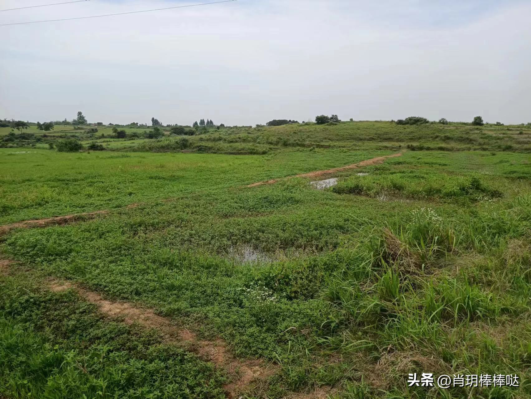 农田不是某人的暴富梦，应为农民的“致富经”！