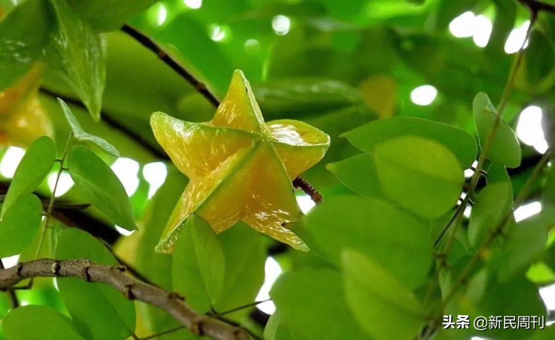 日本研发水果品种,日本培育水果品种