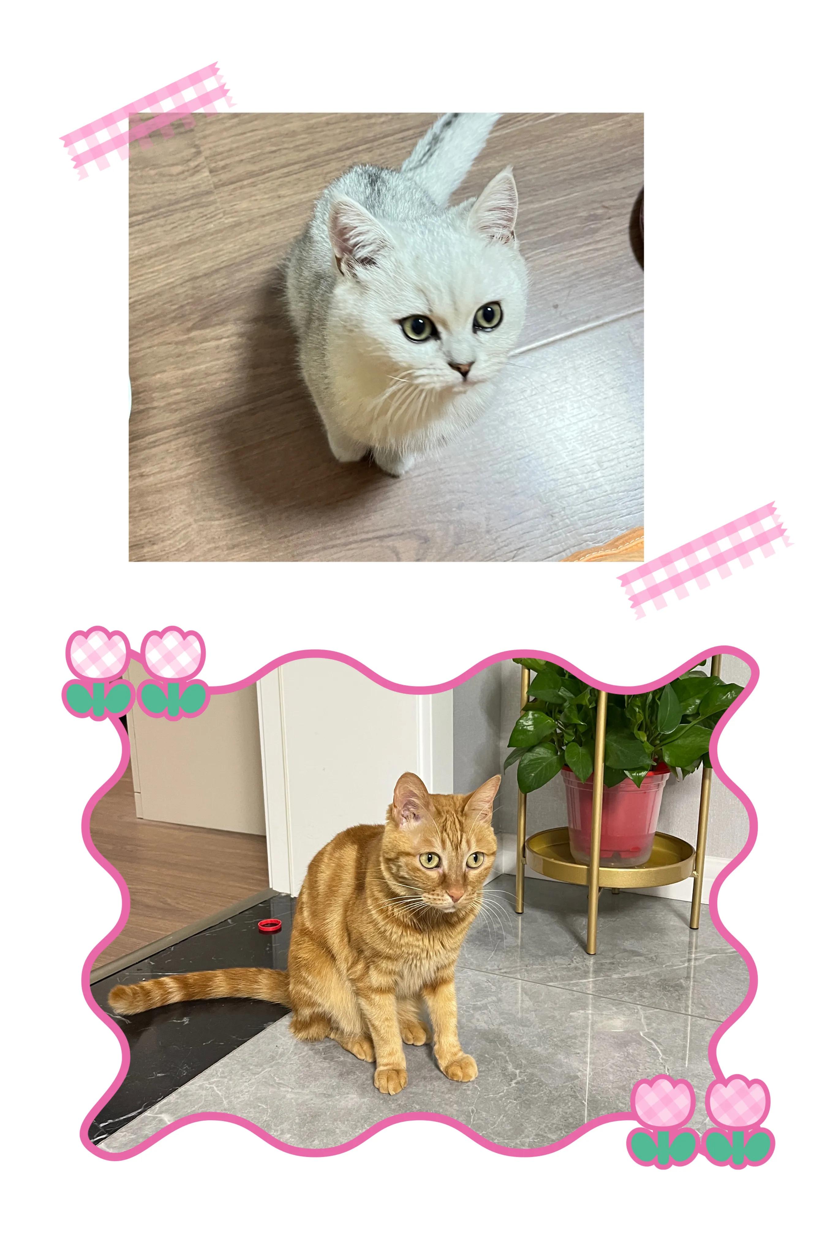 小猫咪不是挺黏人的么,小猫咪那么可爱怎么会没人要呢