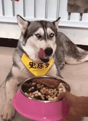 排名前十的国产狗粮,国产性价比高的狗粮