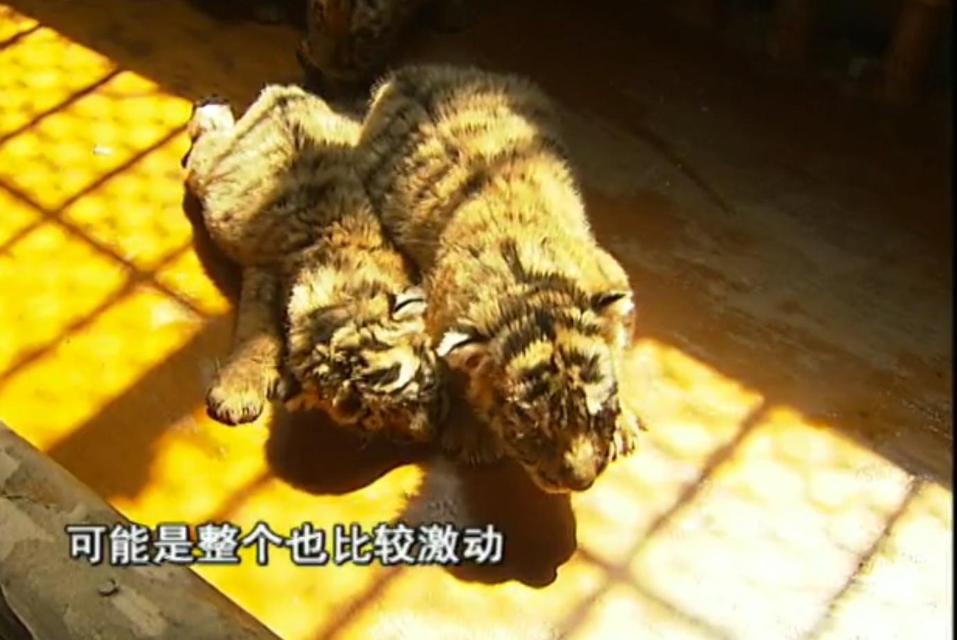 狗和狼故事简介,狗和狼的故事真实感动