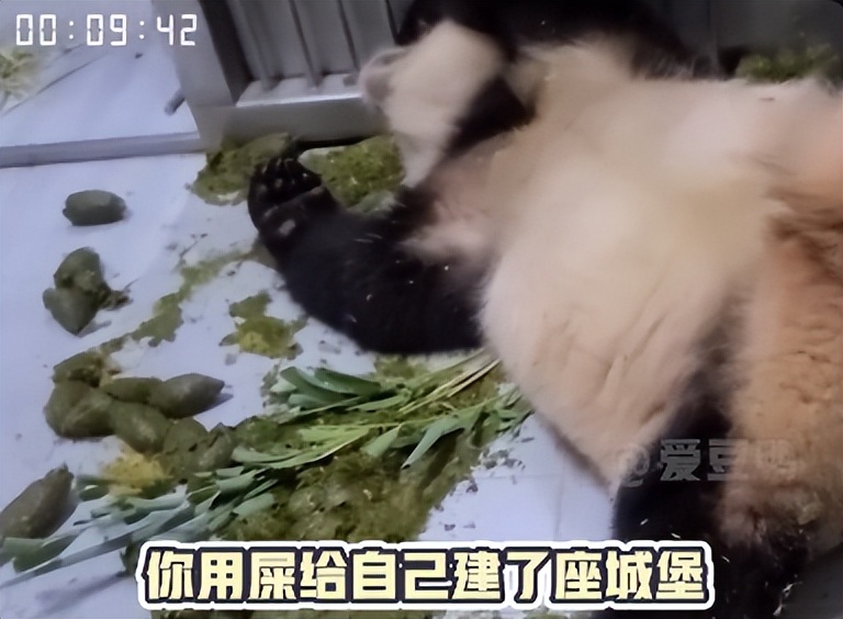 熊猫母女分开几年再次相见,熊猫母子分开后再次相见