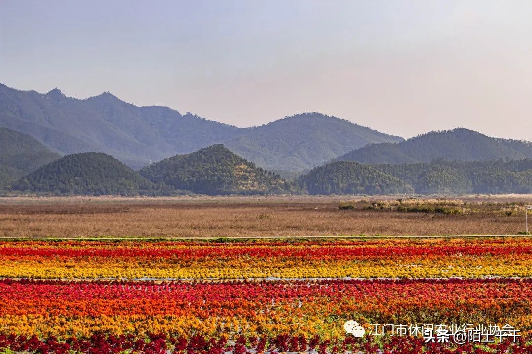 秋分将至，来游江门乡村休闲精品线路啦！美景美食不能少