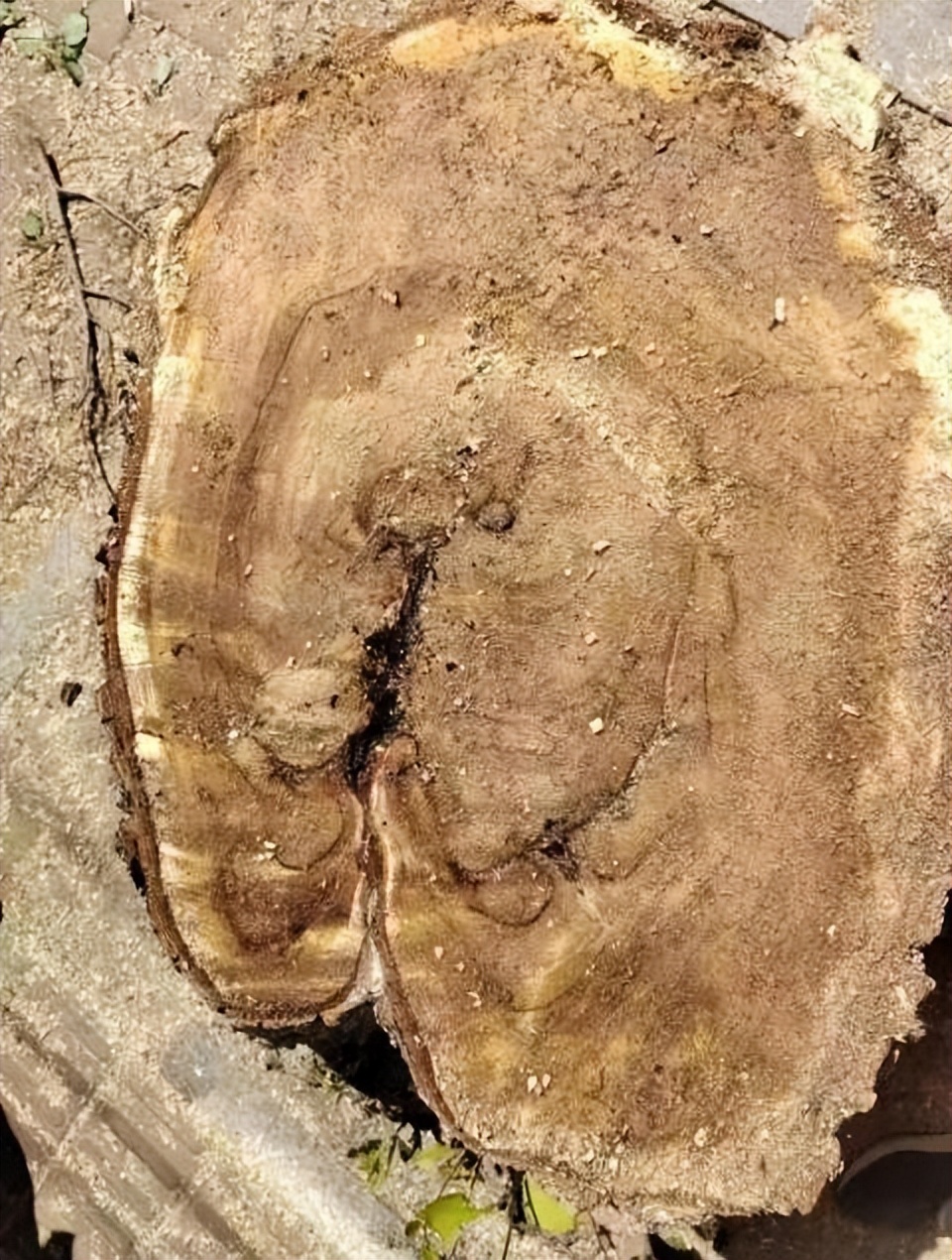 树木诊断中要注意哪些问题,树木健康监测与日常养护