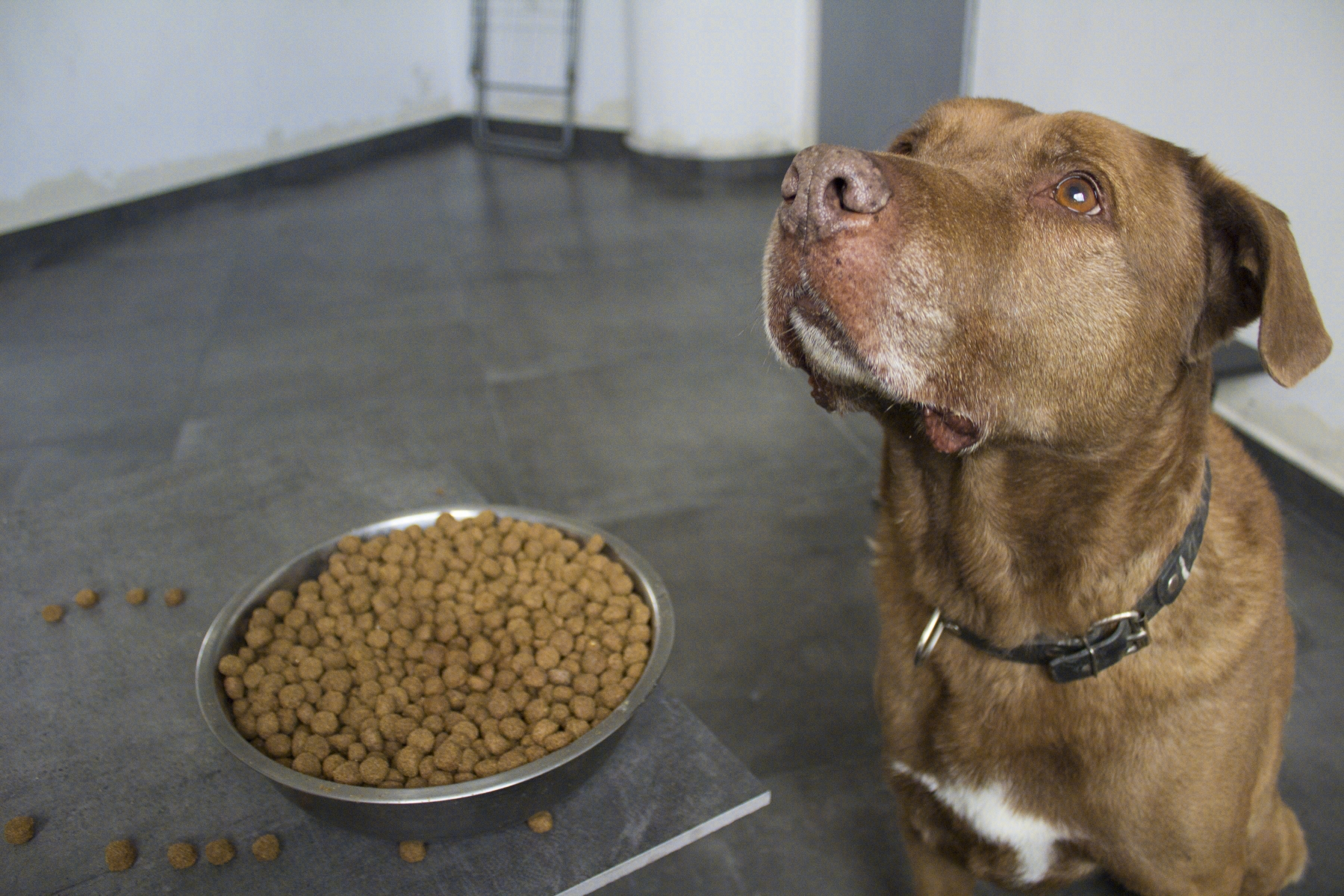 进口狗粮哪个牌子的品质好,泰迪专用狗粮哪个牌子的品质好