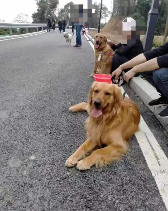 金毛的正确喂养方法和注意事项,金毛喂养的最佳方法