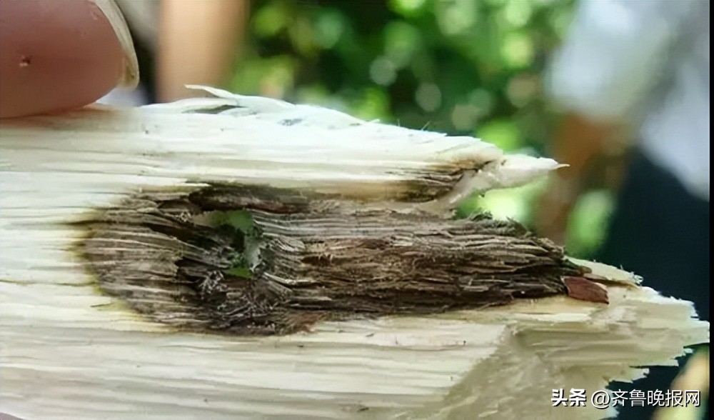 揭露文玩直播间套路,文玩直播变成割韭菜