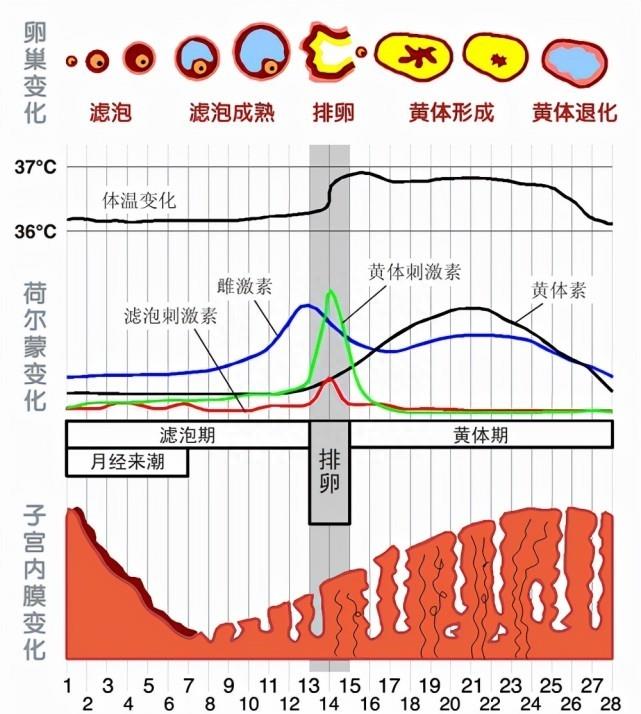 宇航员女性在太空来月经怎么办?服用避孕药是最常见的,安全吗?