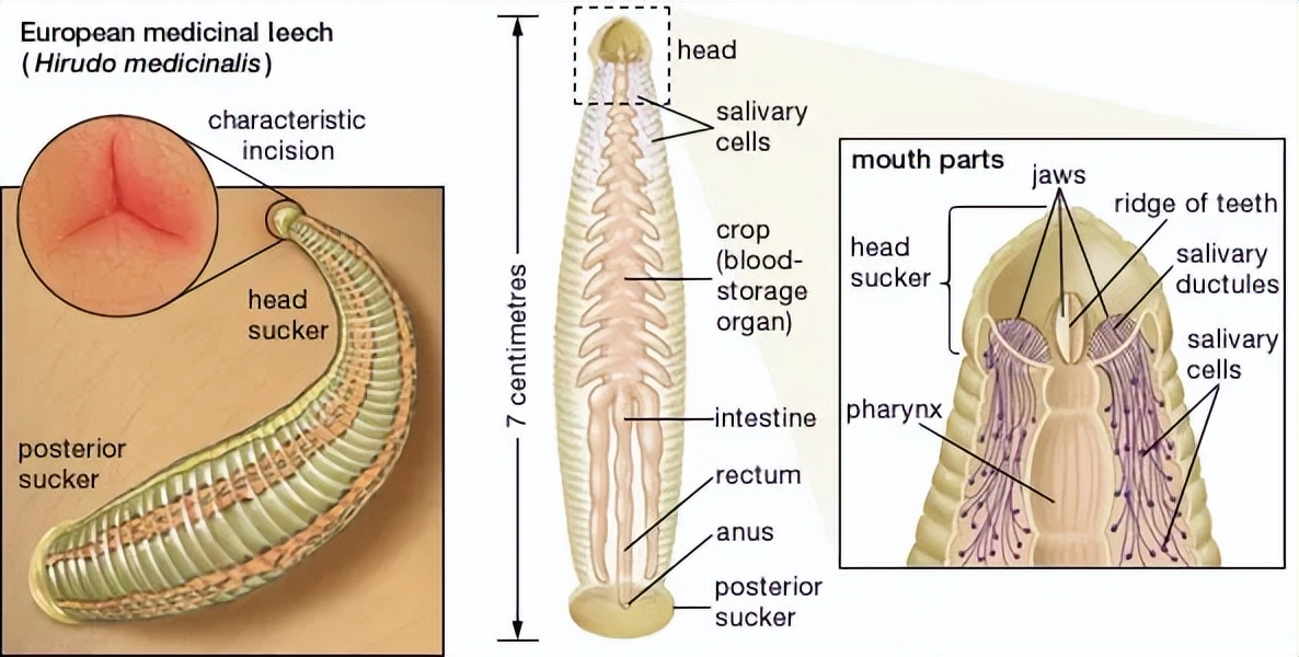 水蛭能吃铁线虫吗,水蛭可以吃蜗牛吗