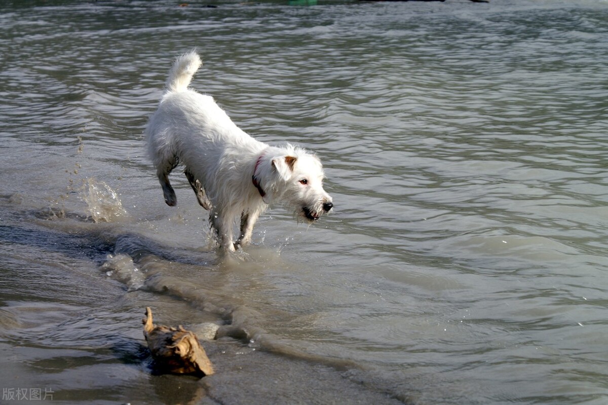 狗狗患癌死亡,狗狗得癌症的几率有多大