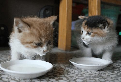 三个月的猫咪拉稀了怎么办,三个月的猫咪拉稀怎么办