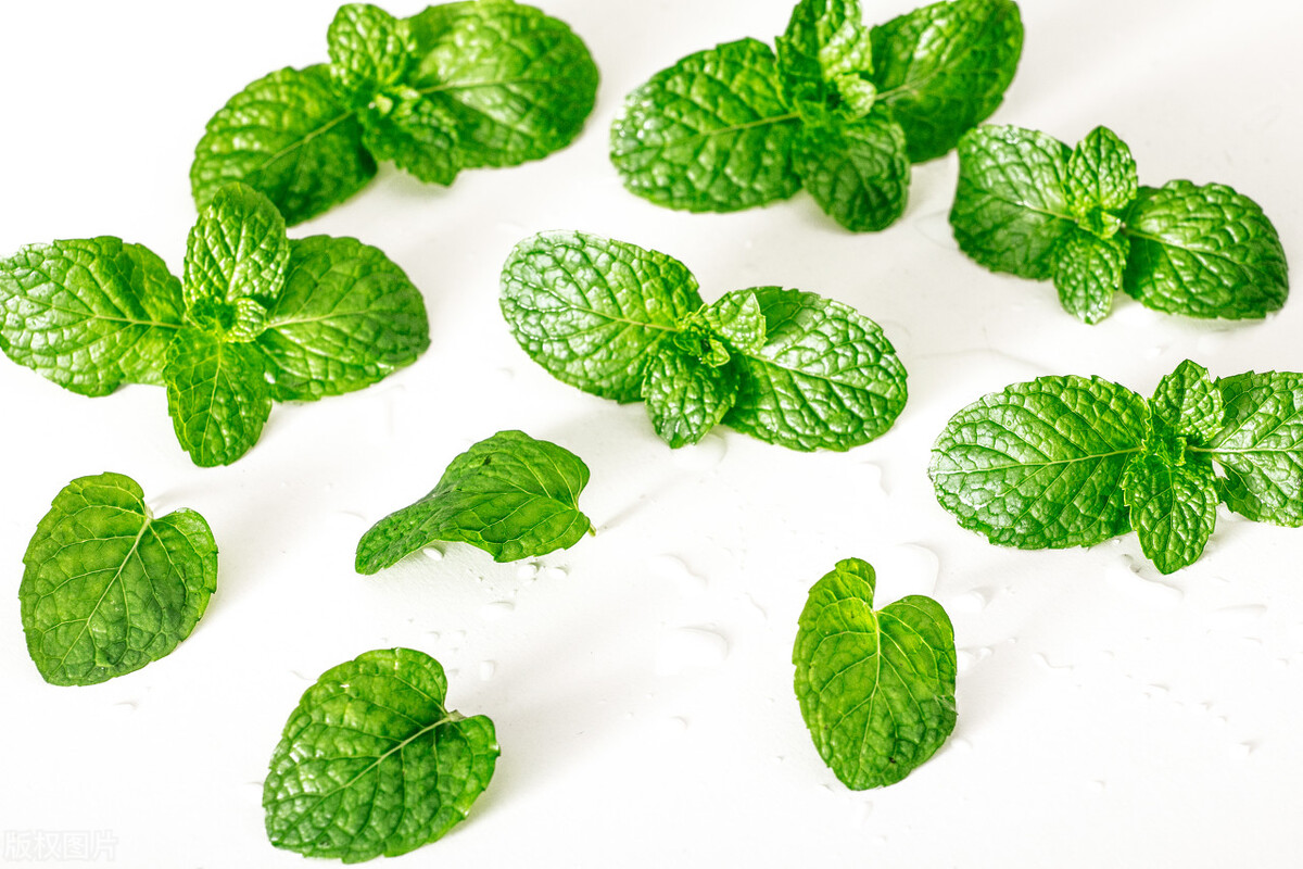 薄荷叶和鱼香菜,香菜和薄荷叶能放在一起吃吗